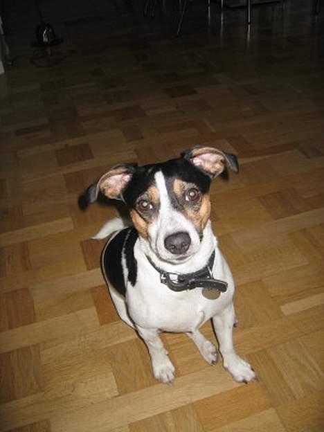 Dansk svensk gaardhund - Freja "Futte" - Hvalp: Skipper fra marts 2005 billede 10