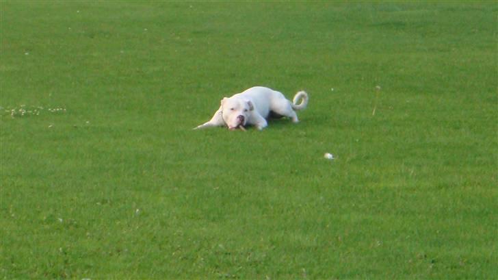 Dogo argentino MØFFE  billede 15