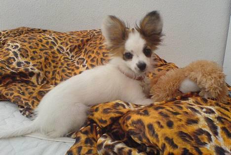 Papillon Panda [Himmelhund 2018]  - "Er det mig du snakker til?" billede 2