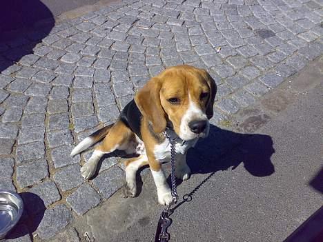 Beagle 3år d. 3 juni 09 (død 6/10-15)  billede 7
