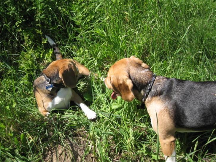 Beagle 3år d. 3 juni 09 (død 6/10-15)  - Det er trættende at være i hundeskoven... billede 9