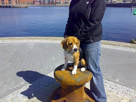 Beagle 3år d. 3 juni 09 (død 6/10-15)  - se hvor fint jeg kan sidde billede 10