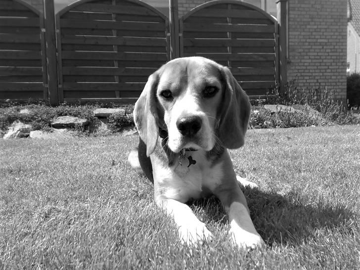 Beagle 3år d. 3 juni 09 (død 6/10-15)  billede 11