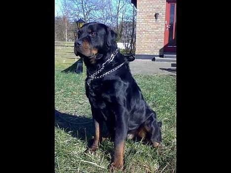 Rottweiler Rollo + hvalpe billede 1