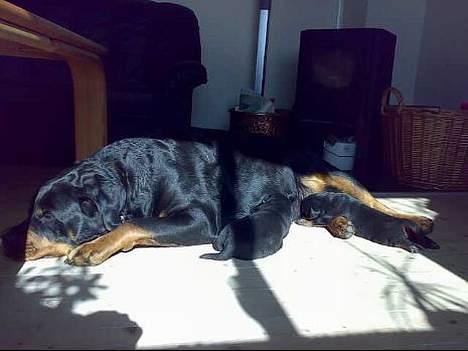 Rottweiler Rollo + hvalpe billede 2