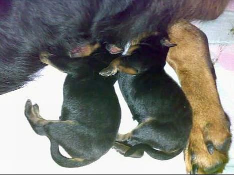 Rottweiler Rollo + hvalpe billede 3
