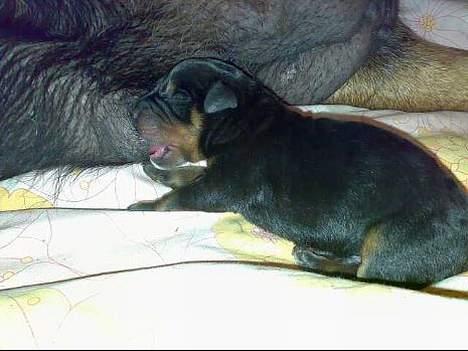 Rottweiler Rollo + hvalpe billede 4