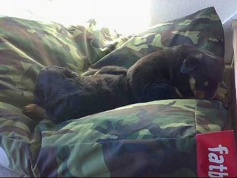 Rottweiler Rollo + hvalpe billede 5