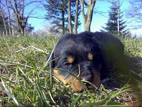 Rottweiler Rollo + hvalpe billede 6