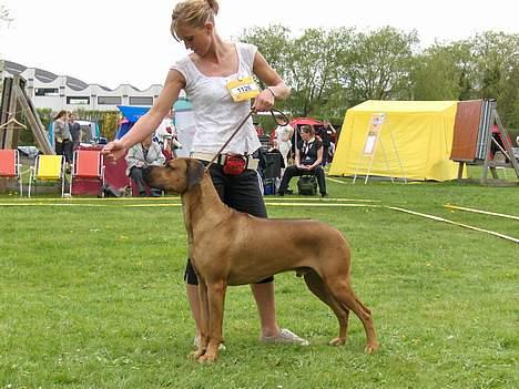 Rhodesian ridgeback Kuzonga's Chunuka Zazu - Udstilling i Hillerød April 07 billede 5