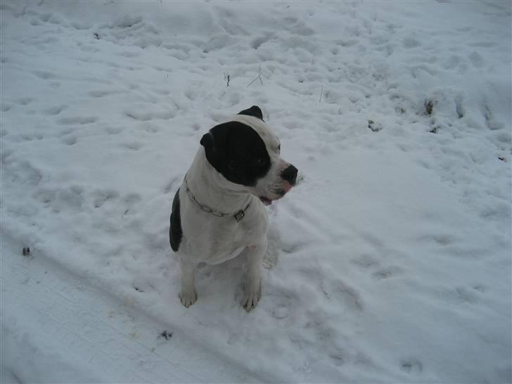 Amerikansk bulldog ballou - ude på snetur med far :) billede 16