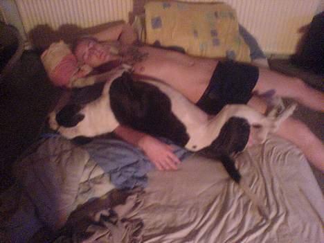 Amerikansk bulldog ballou - puttetid med far :) billede 17