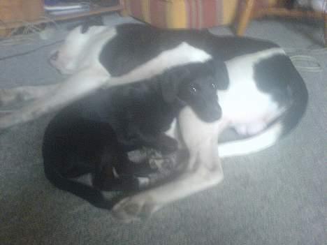 Amerikansk bulldog ballou - puttetid med lille bella pigen :) billede 18