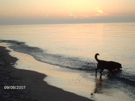 Blanding af racer sahan - Mmmmmmm... Så meget vand kun til mig.....! billede 9