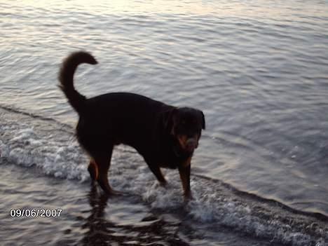 Blanding af racer sahan - Kommer nu moor........!?! billede 10