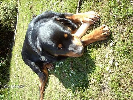 Blanding af racer sahan - Mums..... ynglings beskæftigelse.... billede 11