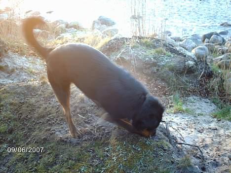 Blanding af racer sahan - Tror jeg har fundet nået....? billede 12