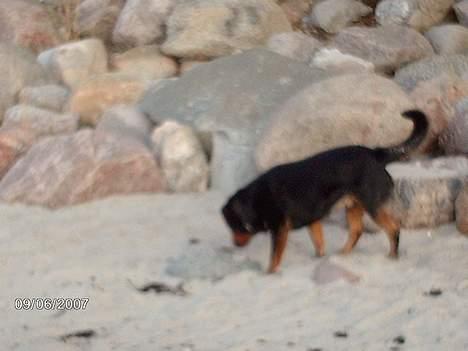 Blanding af racer sahan - En dejlig tur på standen med mor.....! billede 13