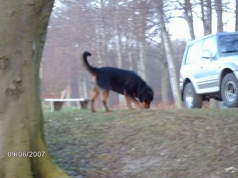 Blanding af racer sahan - Så er skovturen forbi.... c,") billede 14