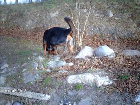 Blanding af racer sahan - Strandtur.... billede 15