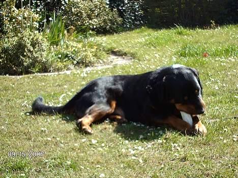 Blanding af racer sahan - Mmm dejlig solskin... billede 16