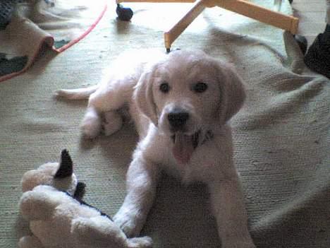 Golden retriever Silas - Silas som hvalp..ikke ret lang tid efter vi fik ham :) billede 11
