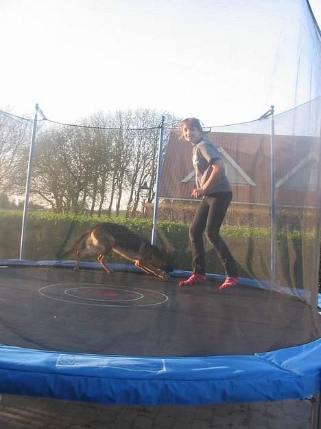 Schæferhund Sonto´s Oline - Katja og oline hygger sig med en hoppe tur i trampolinen  billede 10
