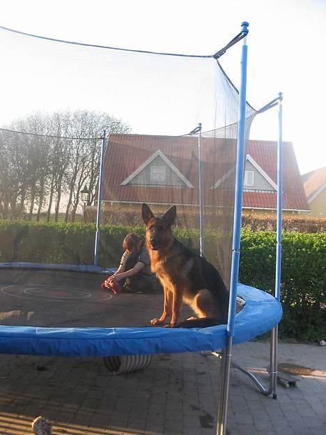 Schæferhund Sonto´s Oline - jeg er da dygtig ik  billede 11