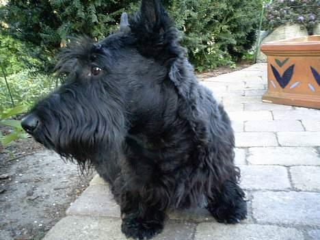 Skotsk terrier Netto - Nej, jeg vil ikke fotograferes nu - det må vente til JEG er klar :)) billede 3