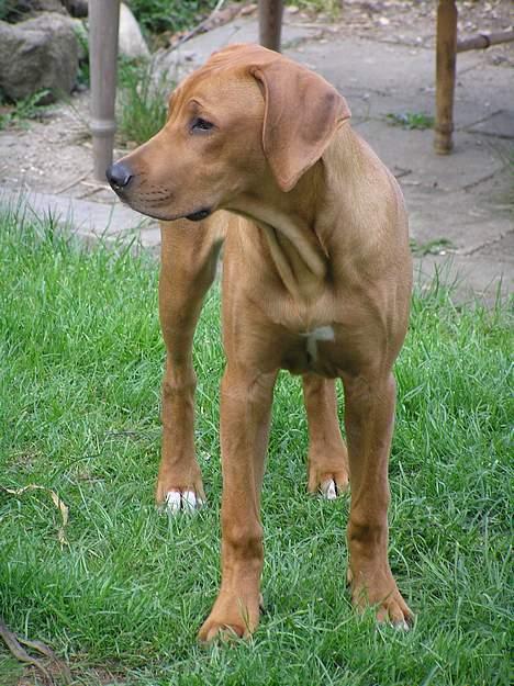 Rhodesian ridgeback ozzy - her er Ozzy ca. et halvt år, 65 cm over ryggen.. billede 10