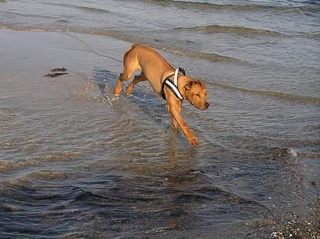 Rhodesian ridgeback ozzy - ozzy i vandet for første gang, det var en succes! billede 11