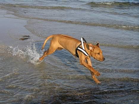 Rhodesian ridgeback ozzy - dejligt at sommeren nærmer sig! billede 12