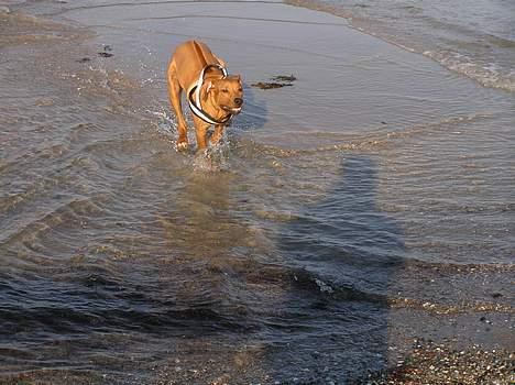 Rhodesian ridgeback ozzy billede 13