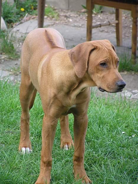 Rhodesian ridgeback ozzy - Ozzy ca. et halvt år gammel..  billede 14