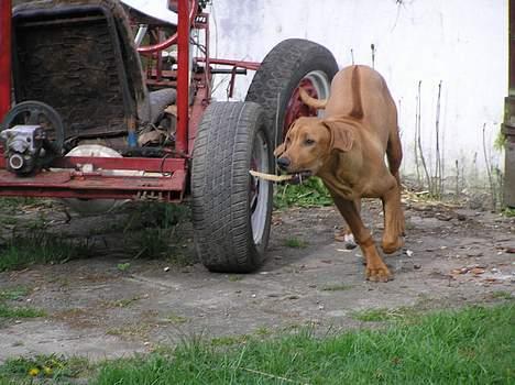 Rhodesian ridgeback ozzy - Ha, jeg har lige stjålet noget fra far´s gokart, det opdager han nok ikke . . . billede 15
