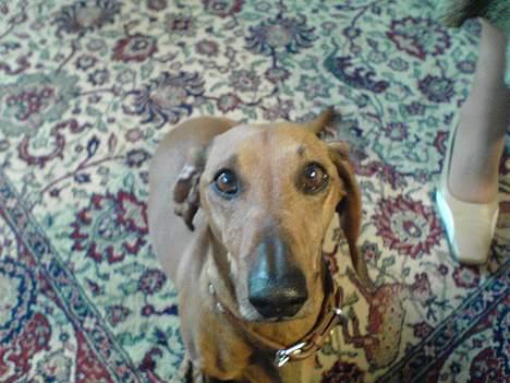 Gravhund Mads billede 20