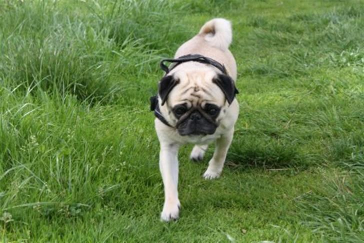 Mops Fiona billede 11