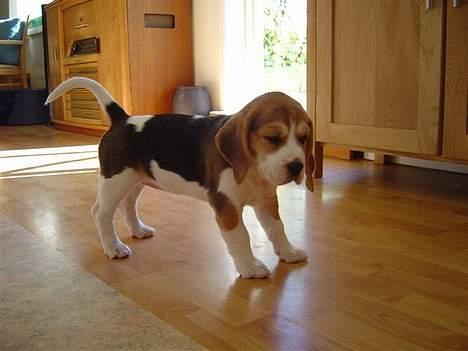 Beagle Amy - ja bare vent jeg bliver stører med tiden  billede 8