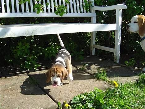 Beagle Amy - ja det er varmt  billede 9