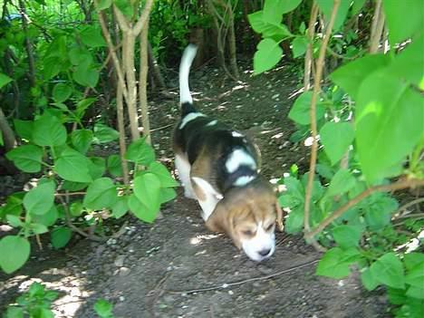 Beagle Amy - jeg er lige på opdagelse billede 10