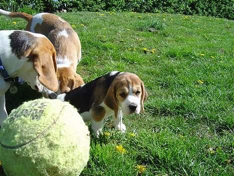 Beagle Amy - kig lige væk , jeg  tisser altså billede 11