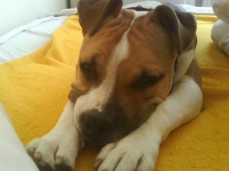 Amerikansk staffordshire terrier Tequila - Det her billede er taget få timer efter jeg fik hende.  billede 1