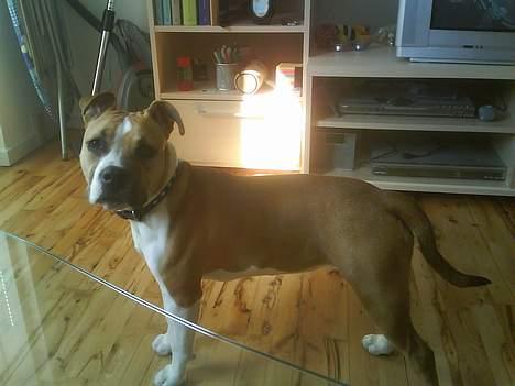 Amerikansk staffordshire terrier Tequila - Også et billede fra samme dag hvor jeg fik hende :) billede 2