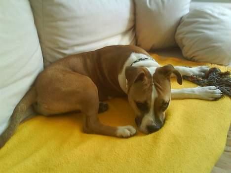 Amerikansk staffordshire terrier Tequila billede 3