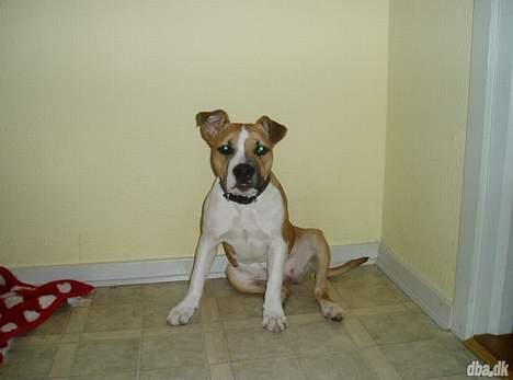 Amerikansk staffordshire terrier Tequila - Det her billede er taget af Tequilas gamle ejere. billede 4