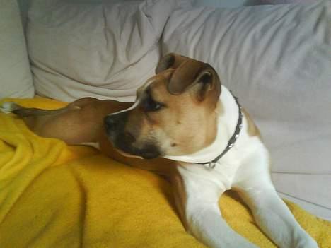 Amerikansk staffordshire terrier Tequila - Hun troede hele tiden at der kom nogen ind af døren, så her ligger hun og holder øje, hvis nu der sku komme en ind :) billede 5