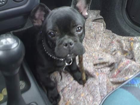 Fransk bulldog Skipper - Så var jeg lige igang med og bide i en pind jeg havde fundet, men så gjorde min herre noget mærkeligt så glemte helt den stadigvæk var i min mund..:-) billede 1