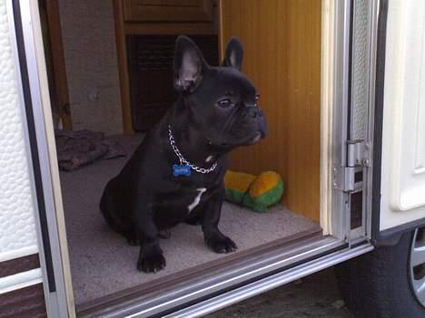 Fransk bulldog Skipper - Sidder i MIN campingvogn og kigger ud over pladsen..:-) billede 2
