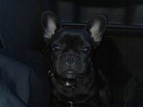 Fransk bulldog Skipper - Må jeg ikk komme op og sidde, eller få en godbid eller noget..:-D billede 3