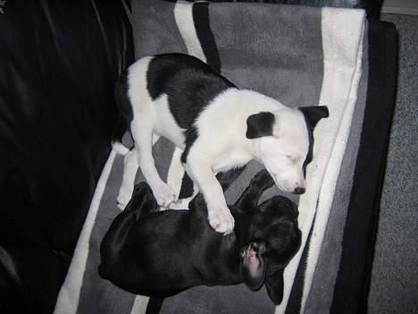 Fransk bulldog Skipper - Ligger og sover med min kæreste, hun er så glad for mig at hun holder om mig..;-) billede 4